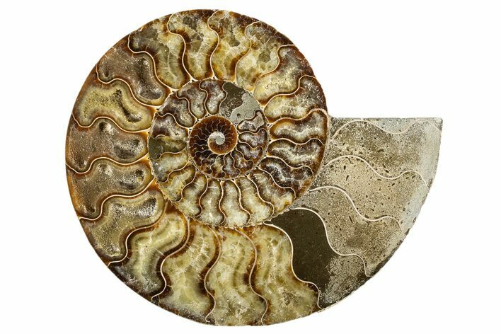 Cut & Polished Ammonite Fossil (Half) - Deep Crystal Pockets #323425